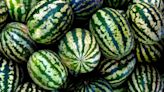 Love watermelons? This summer, be wary of the ones that foam and explode