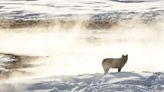 Groups call to ban predator killings with snowmobiles after Wyoming wolf torture