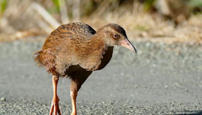 US Reality Show Contestant Kills, Eats Protected Bird in New Zealand