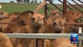 First on Seven: Demand for camel milk in SA