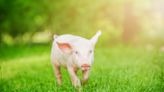 Runaway Piglet Chased for Blocks in California Before Being 'Apprehended’ by Police