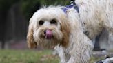 Excessive licking in dogs: Vet's guide to causes and treatment