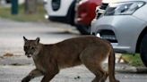 Mountain lion sighting in Millbrae