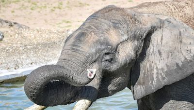 Male elephants use deep rumbles to signal when it is time to go