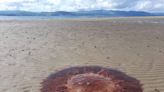 Gelatinous creatures with ‘bite of a lion’ wash up on beach in Ireland, officials say