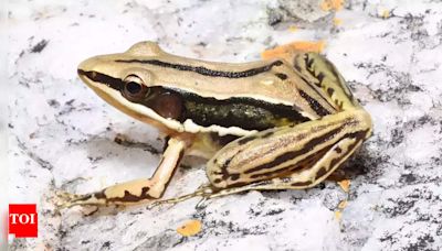 Sri Lankan golden-backed frog spotted in Andhra Pradesh | Hyderabad News - Times of India