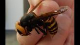 Do you want a job murdering ‘murder hornets’? Washington state is hiring