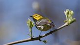 What is phenology? How to track seasonal changes in your backyard and why it's important.