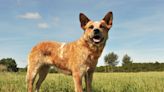 Cattle Dog Who's Scared Of Cows Is Winning Everyone's Hearts