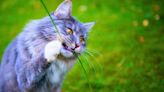 Stop cats from pooing in your garden with ‘very cheap’ to make homemade spray