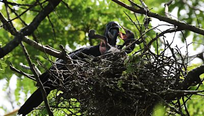 Heronry survey records fewer nests at Nooranad