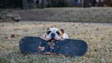 English Bulldog Cannot Contain His Excitement to Ride New Electric Skateboard