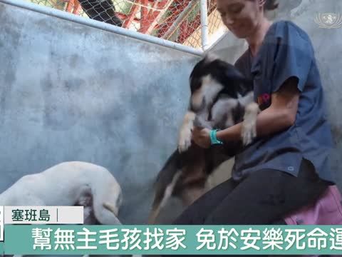 流浪貓犬占領塞班島 護理師為毛孩找家