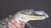 The history of Alligators in South Dakota