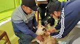 Durante la jornada de ayer se vacunaron a perritos y gatitos - El Diario - Bolivia
