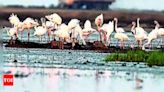 Lesser flamingos nesting in urban area | Ahmedabad News - Times of India