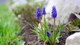 Are grape hyacinths good for you?