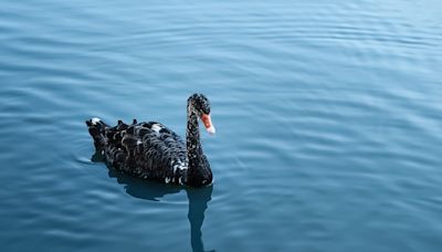 Here's What the CrowdStrike Outage Can Teach Investors About Black Swan Events | The Motley Fool