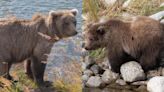 Katmai National Park unveils Fat Bear Week bracket