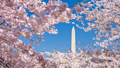 Japan Gifts the U.S. 250 Cherry Trees for 250th Anniversary of Declaration of Independence