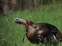 The Ultimate Guide to Wild Turkey Sounds