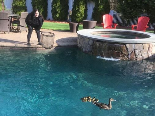 Ducklings take over a swimming pool; suspected car thieves hide under a gazebo; and an Amazon delivery driver saves the day - The Boston Globe