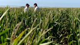 El Gobierno nacional acelera la lucha contra la chicharrita del maíz