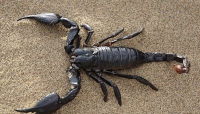 Astrologie : les effets de la rétrograde de Neptune sur le Scorpion