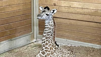 Kansas City Zoo announces birth of new baby giraffe