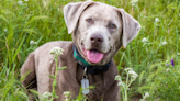 Woman Has Silver Labrador She ‘Birthed’ Walk Down the Aisle at Her Wedding