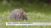 Keeping your furry neighbors safe during 'Baby Animal Season'