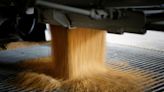 US farmers shun buyers, cling to unsold corn as prices slump