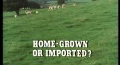 12. Homegrown or Imported