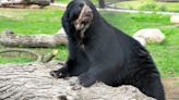 Andean bear at Potawatomi Zoo gets new exhibit