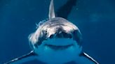 Florida’s still the ‘Shark Bite Capital of the World,’ new figures show