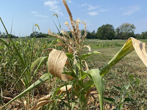 Justice issues state of emergency in connection with drought conditions - WV MetroNews