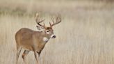 Oklahoma Plans to Combat CWD by Releasing Captive-Bred Deer into the Wild