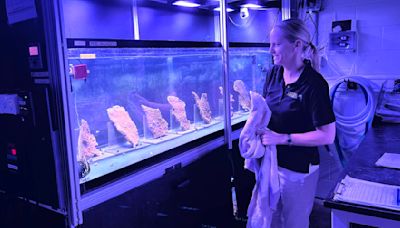 Inside the Tampa Bay lab working on a new solution to Florida's coral crisis