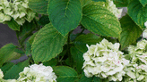 Which hydrangea should I plant? Experts explain how to choose the right variety for your garden