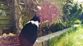 Precious Tuxedo Cat Refuses To Leave His Brother's Grave in Heartbreaking Video