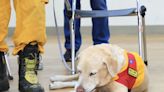 Sniffer dog who was ‘too friendly’ for drugs role excels in Taiwan earthquake rescues