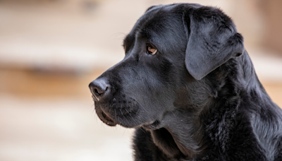 English Labrador Gives His Mom the Hard Sell to Convince Him to Get out of the Car