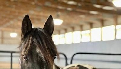 National Adopt A Horse Month is here. Celebrate May by adopting rescue, shelter horses in Kentucky.