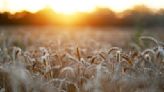 EUA vendem 82 mil t de trigo da safra 2023/24, revela USDA Por Estadão