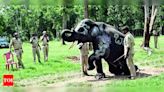 Elephants to be relocated from K Gudi camp to Budipadaga | Mysuru News - Times of India