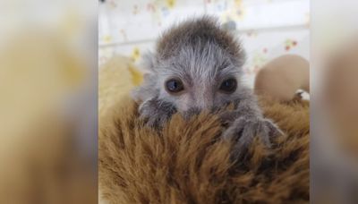 ‘Heartbroken’: Endangered lemur dies at zoo just days after being born