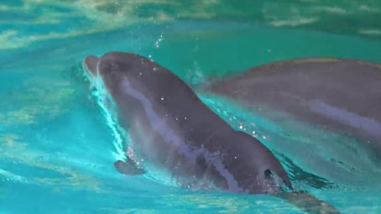 Discovery Cove Orlando has a new baby dolphin: How you can help name her