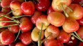 Cherry picking season to start Memorial Day at Apple Annie's Orchard