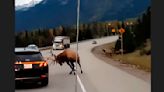 Watch: Angry bull elk delivers stern warning to Jasper motorist