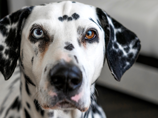 Dalmatian Gives Her Mom the Craziest Side-Eye After She Let a Man in to See Their Apartment